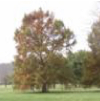 Pecos County Municipal Golf Course Perklee Pecos County Municipal Golf Course Perklee