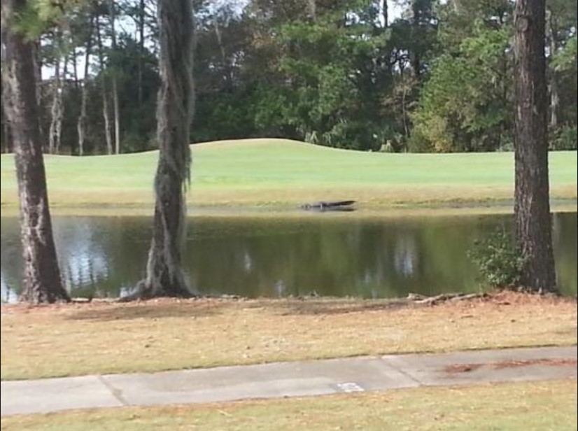 Parris Island Golf Course Perklee